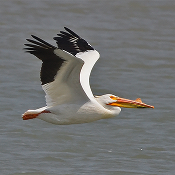American White Pelican