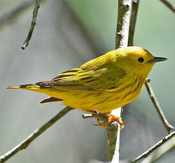 American Yellow Warbler