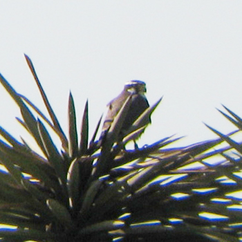 Aplomado Falcon