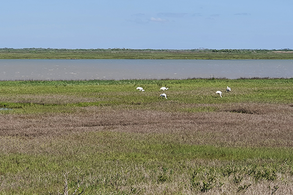 Aransas
