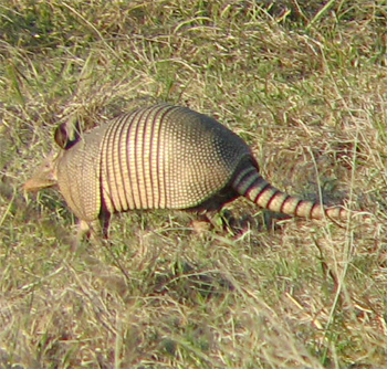 Nine-banded Armadillo