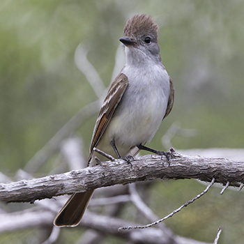 Ash-throated Flycatcher