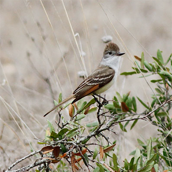 Ash-throated Flycatcher