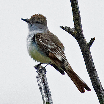 Ash-throated Flycatcher