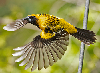 Audubon's x Altamira Oriole