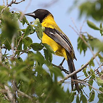 Audubon's Oriole