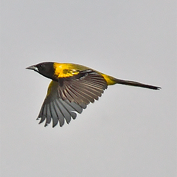 Audubon's Oriole