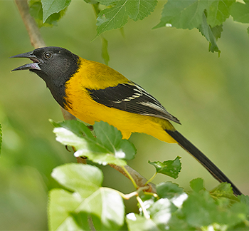 Audubon's Oriole