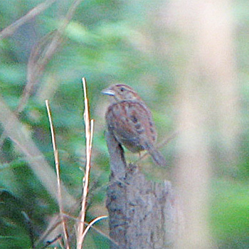 Bachman's Sparrow