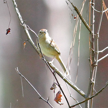 Bachman's Sparrow