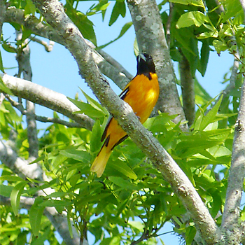 Baltimore Oriole