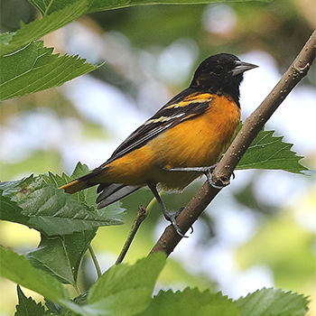Baltimore Oriole