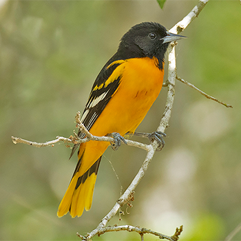 Baltimore Oriole