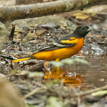 Baltimore Oriole