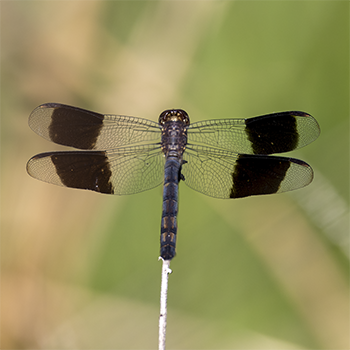 Band-winged Dragonlet