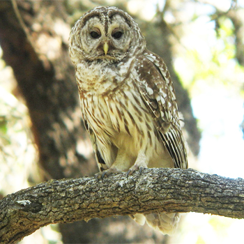Barred Owl