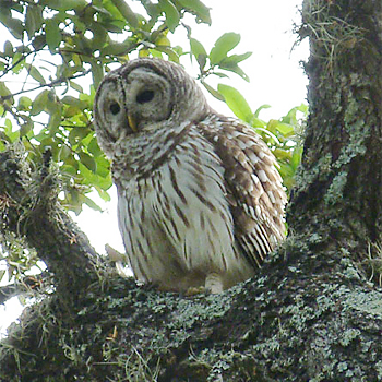 Barred Owl