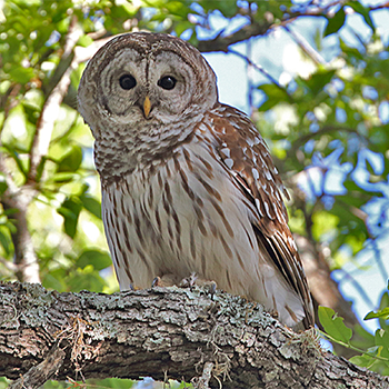 Barred Owl