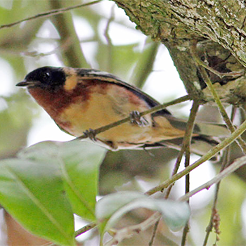 Bay-breasted Warbler