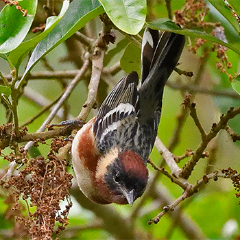 Bay-breasted Warbler