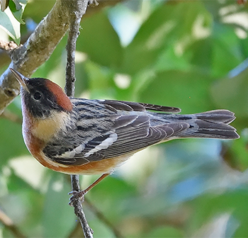 Bay-breasted Warbler