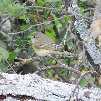 Bell's Vireo