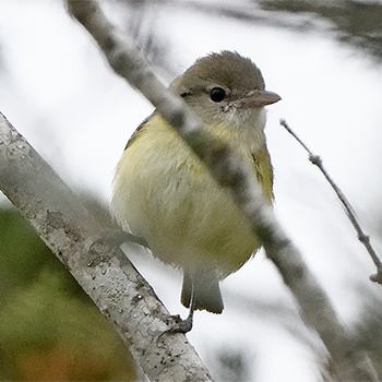 Bell's Vireo