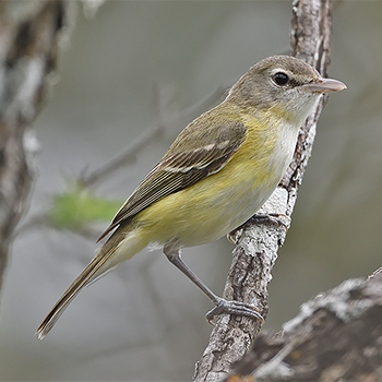 Bell's Vireo