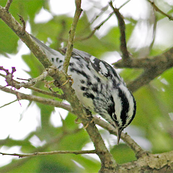 Black-and-white Warbler