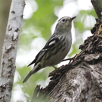 Black-and-white Warbler