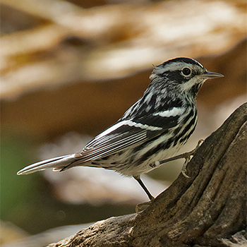 Black-and-white Warbler