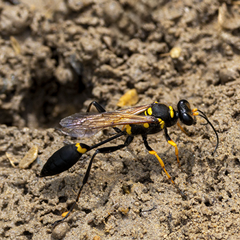 Black-and-yellow Mud Dauber