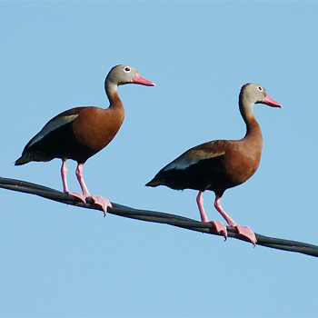 Black-bellied Whistling-ducks