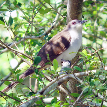 Black-billed Cuckoo