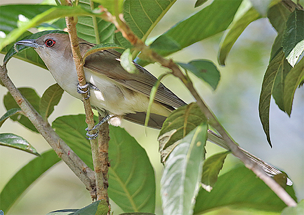 Black-billed Cuckoo