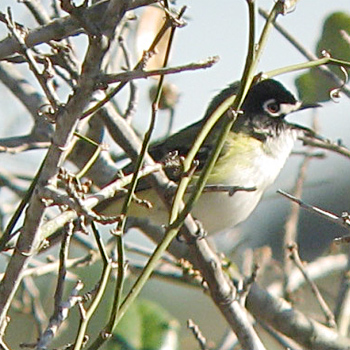 Black-capped Vireo