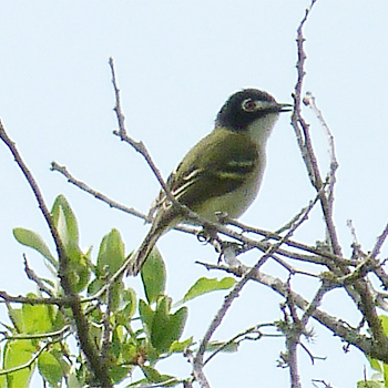 Black-capped Vireo