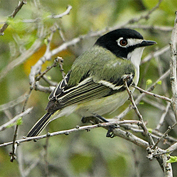 Black-capped Vireo