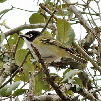 Black-capped Vireo