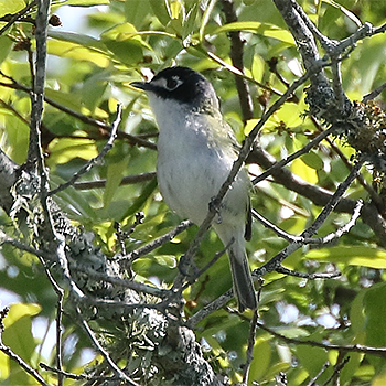 Black-capped Vireo