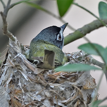Black-capped Vireo