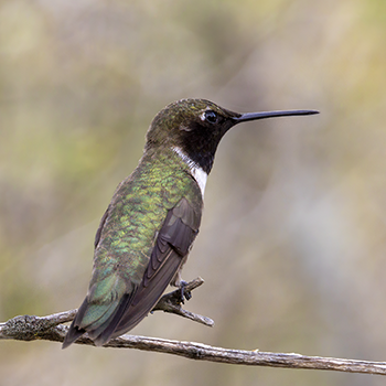Black-chinned Hummingbird