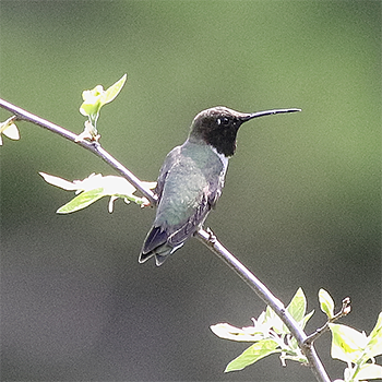 Black-chinned Hummingbird