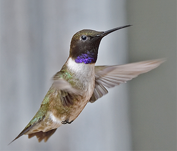 Black-chinned Hummingbird