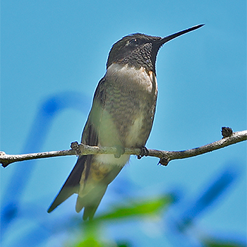 Black-chinned Hummingbird