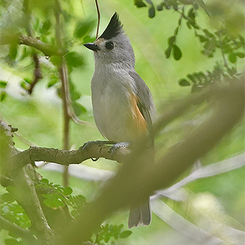 Black-crested Titmouse