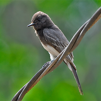 Black Phoebe