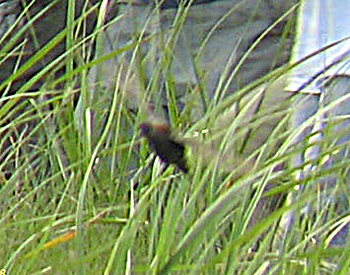 Black Rail