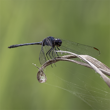 Black Setwing