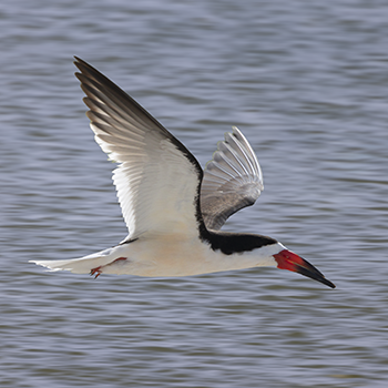 Black Skimmer